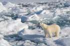 Norway, Svalbard. Male polar bear walking across pack ice in Arctic Ocean. Art Print